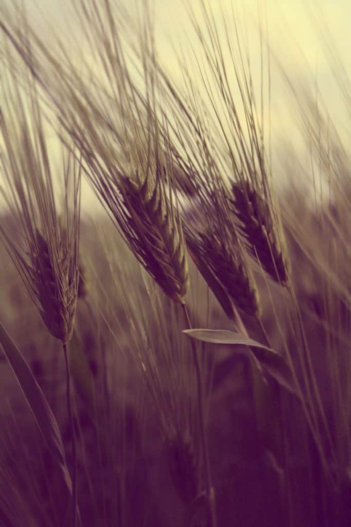 Wheat crops-farming-field-Photo by Nita
