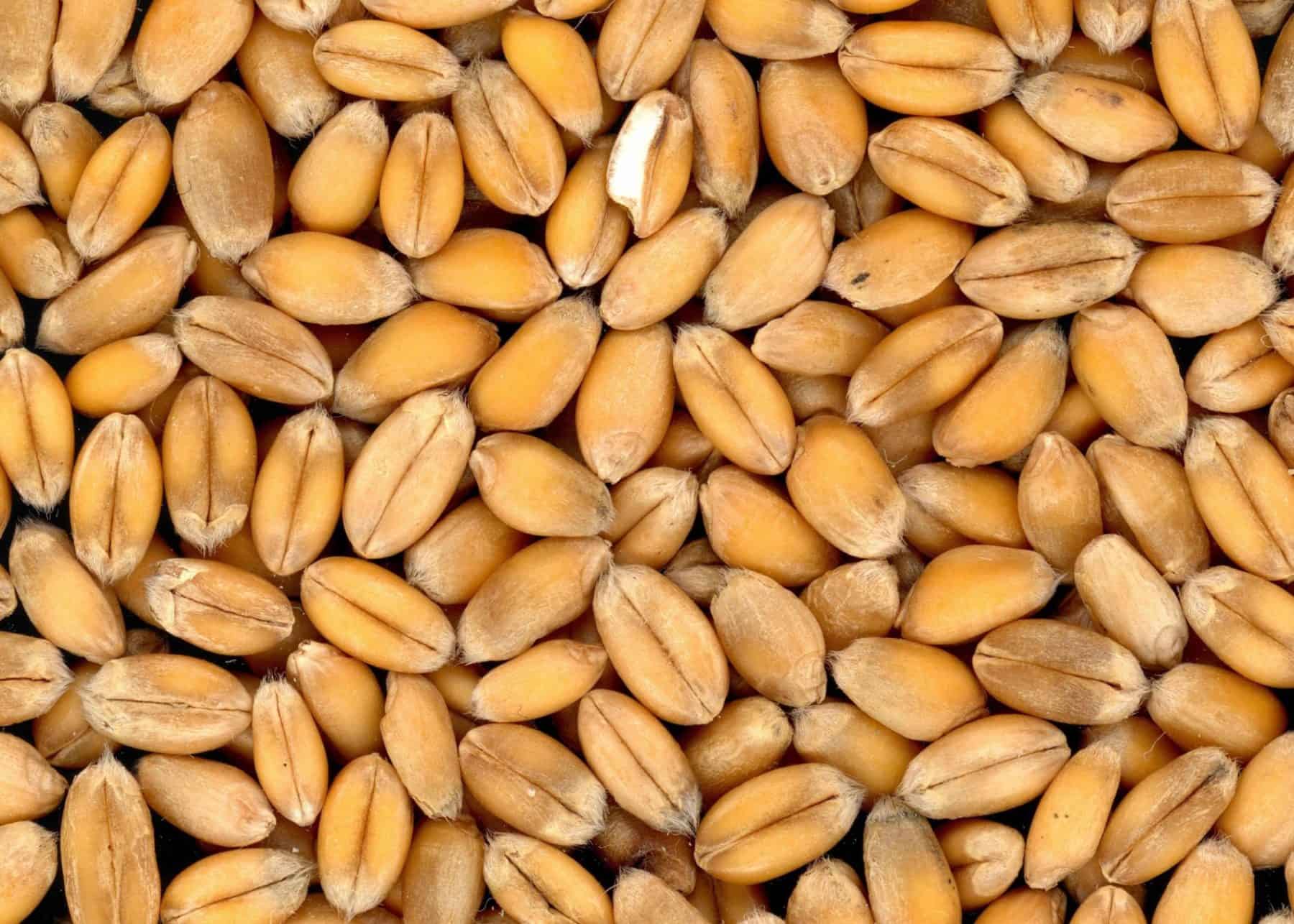 food grains of karnataka