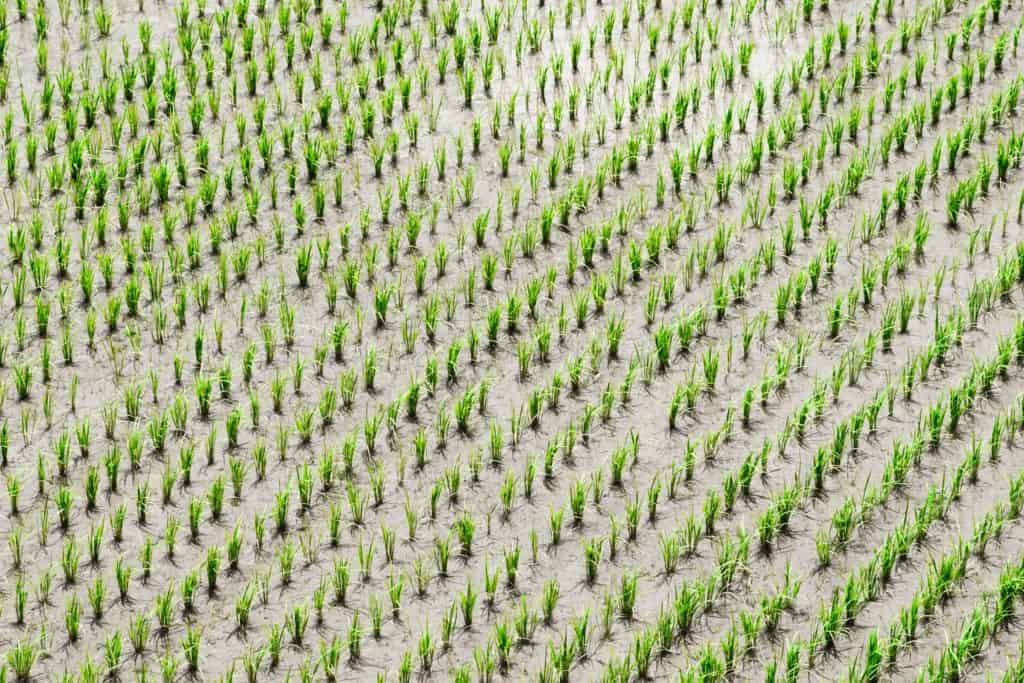 Paddy Fields