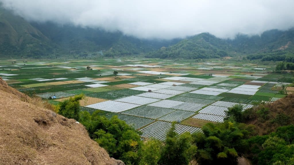 Rice Growing Fields