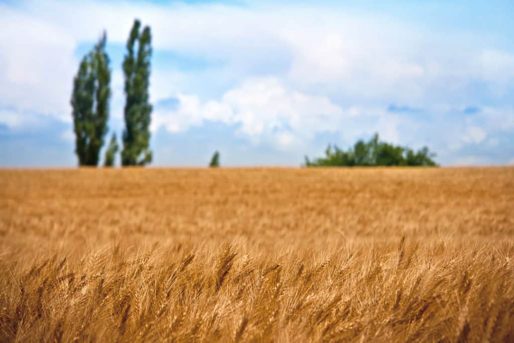 High Wheat Production in Brazil and Increase in Global Supply Results in the Fall of Wheat Prices 