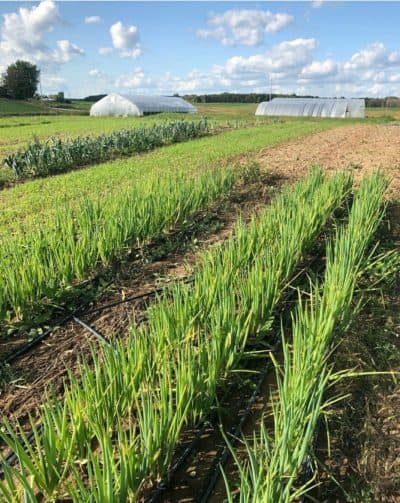 Small Farms Produce Higher Yield than La...
