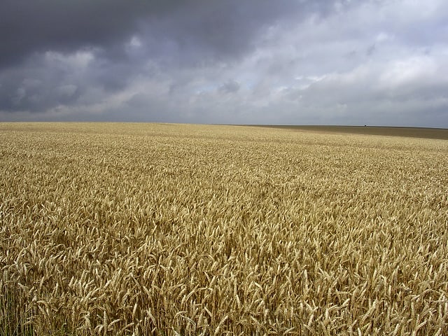 A field of ripe wheat prior the heavy rainfall