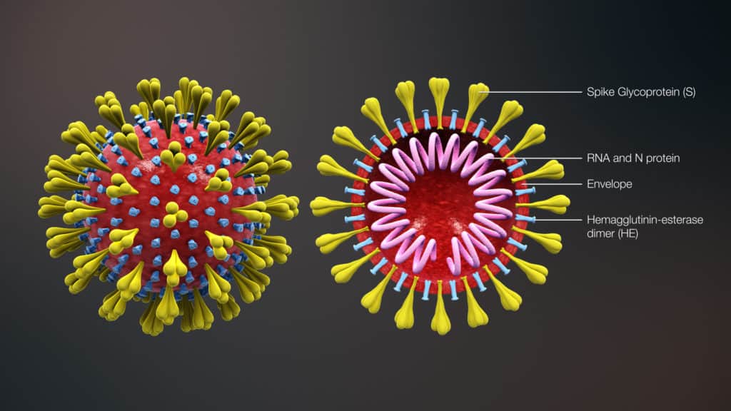 The structure of the coronavirus