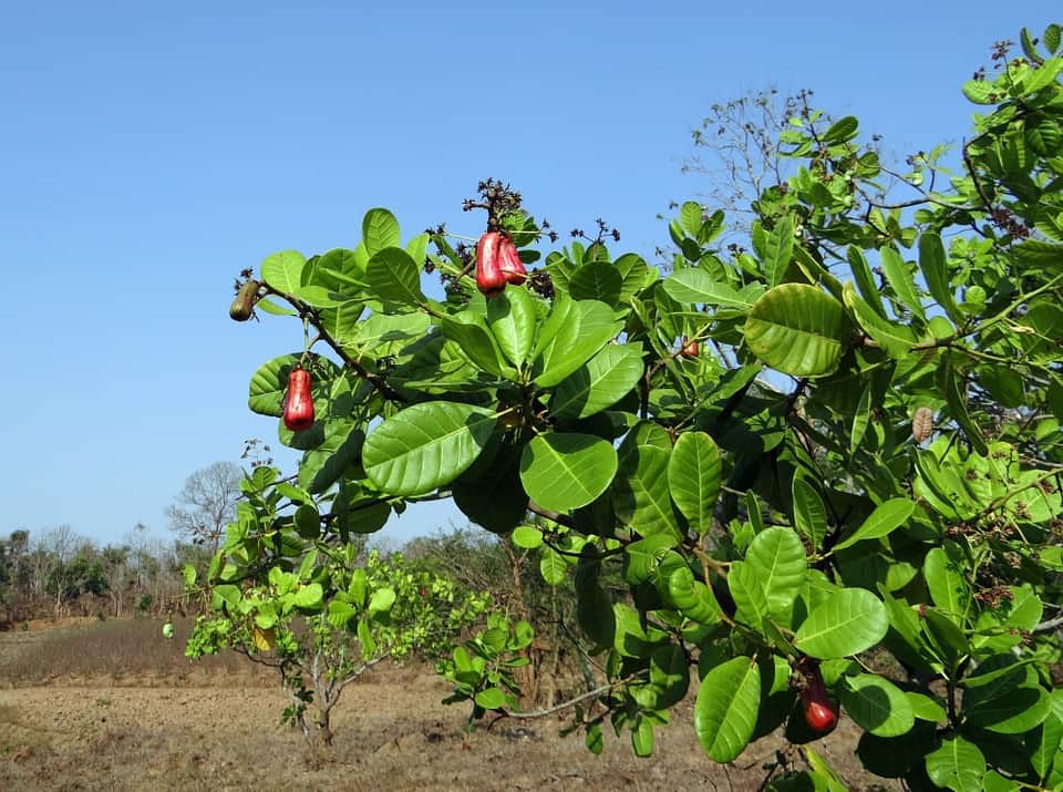 Cashew Farmers Continue to Face the Effect of Lockdown.