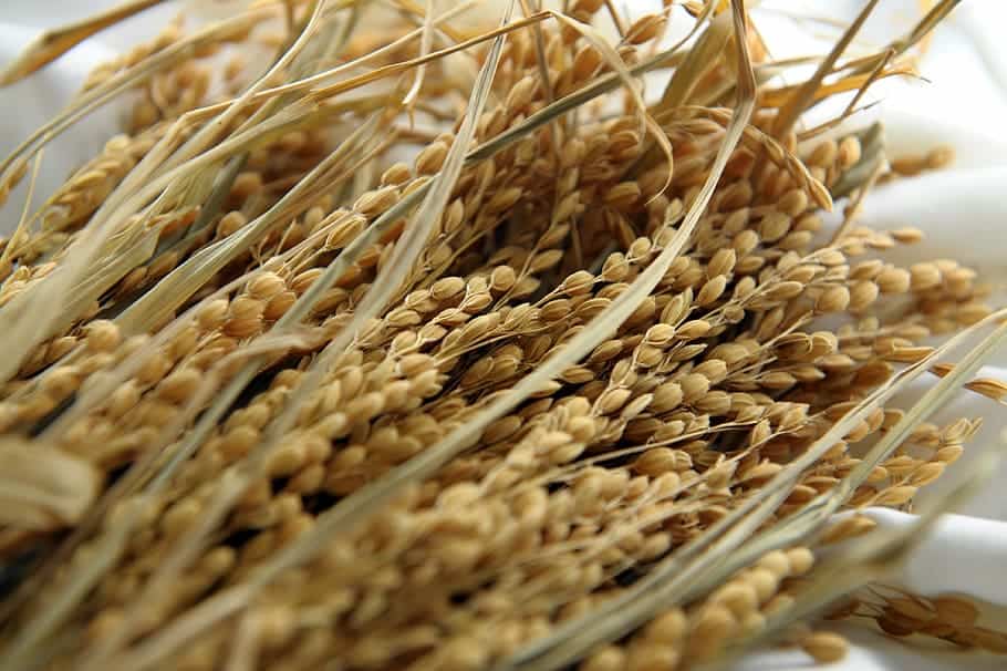 Food grains to Help Generate Resources to the Government 