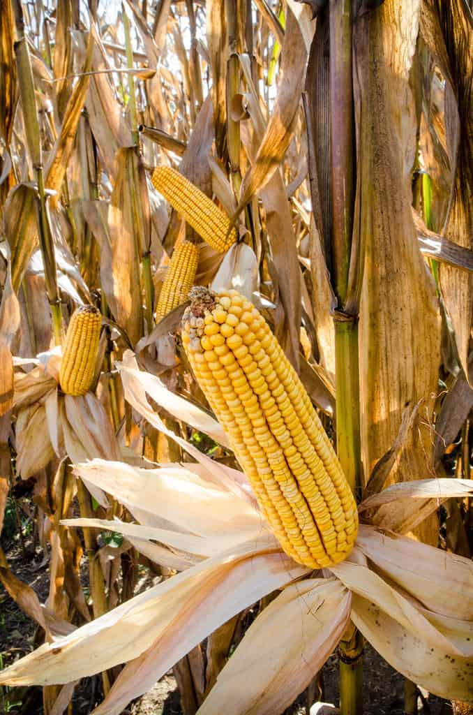 China Imports 765,000 Tonnes of Corn From the USA