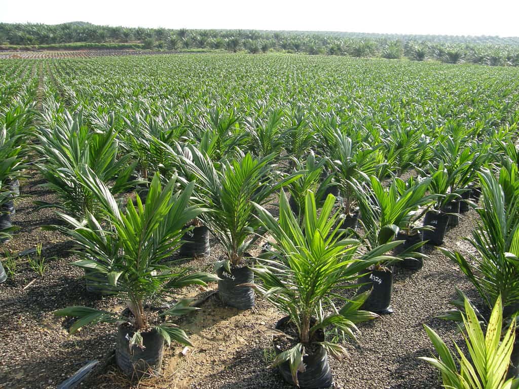 Palm oil Import Limit in India