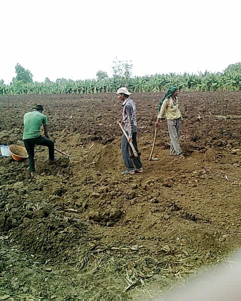 Shortage of Laours a Major Concern During Cultivation in India