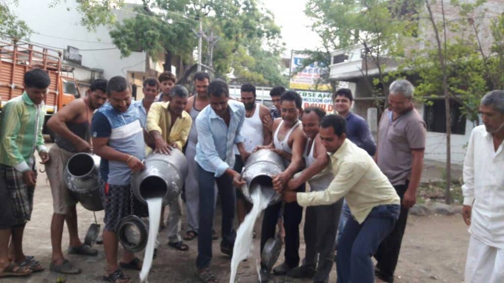 Dairy Farmers in Maharashtra Dump Milk as a sign of Protest 