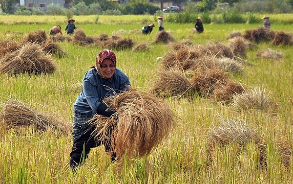 Rice Output Incerases as Paddy Cultivation Area Expands