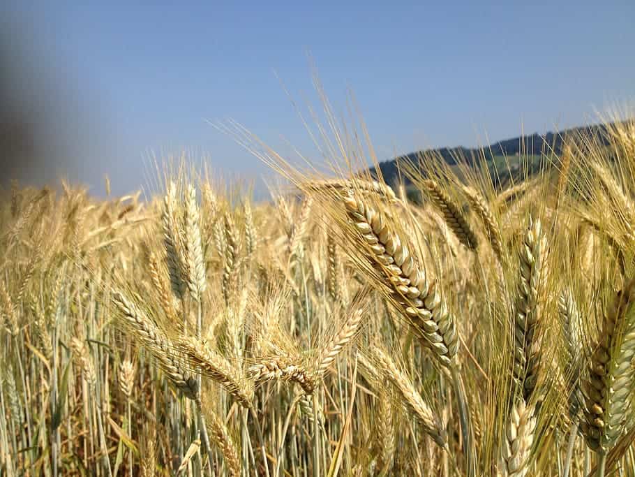 Government Assures India has Enough Food Grains for two Years