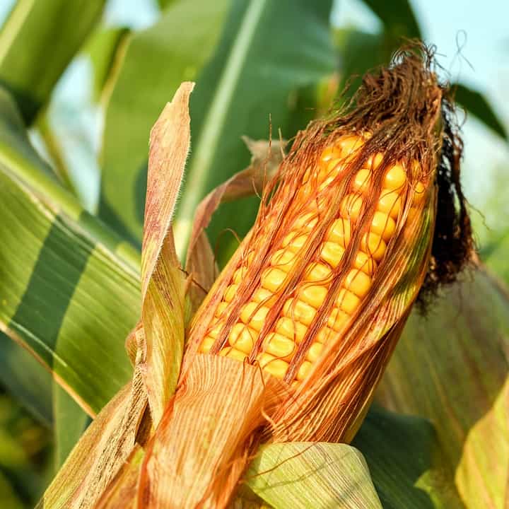 China to Import Corn from the USA