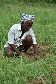 Balaram Scheme to Help Struggling Farmers 