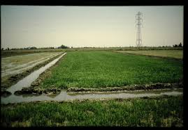 Punjab Farmers Use Direct Seeding Technique to Overcome Labour Shortage
