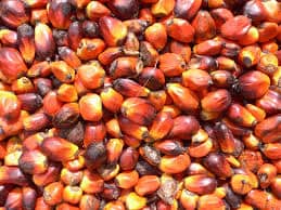 EU Introduces Curbs on Palm Oil Import Considering the Negative Impact of Palm oil Production on Environment 