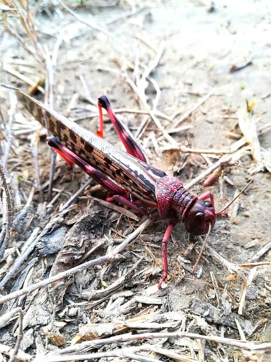 COVID-19 and Locust Attack Results in Increased Risk of Global Insecurity and Hunger 