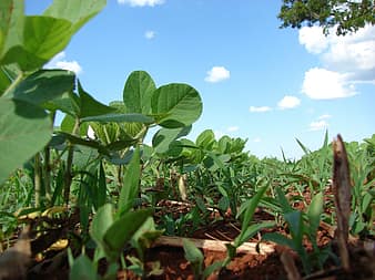 Early Onset of Monsoon to Result in Increase of Acreage for Soybean Cultivation 