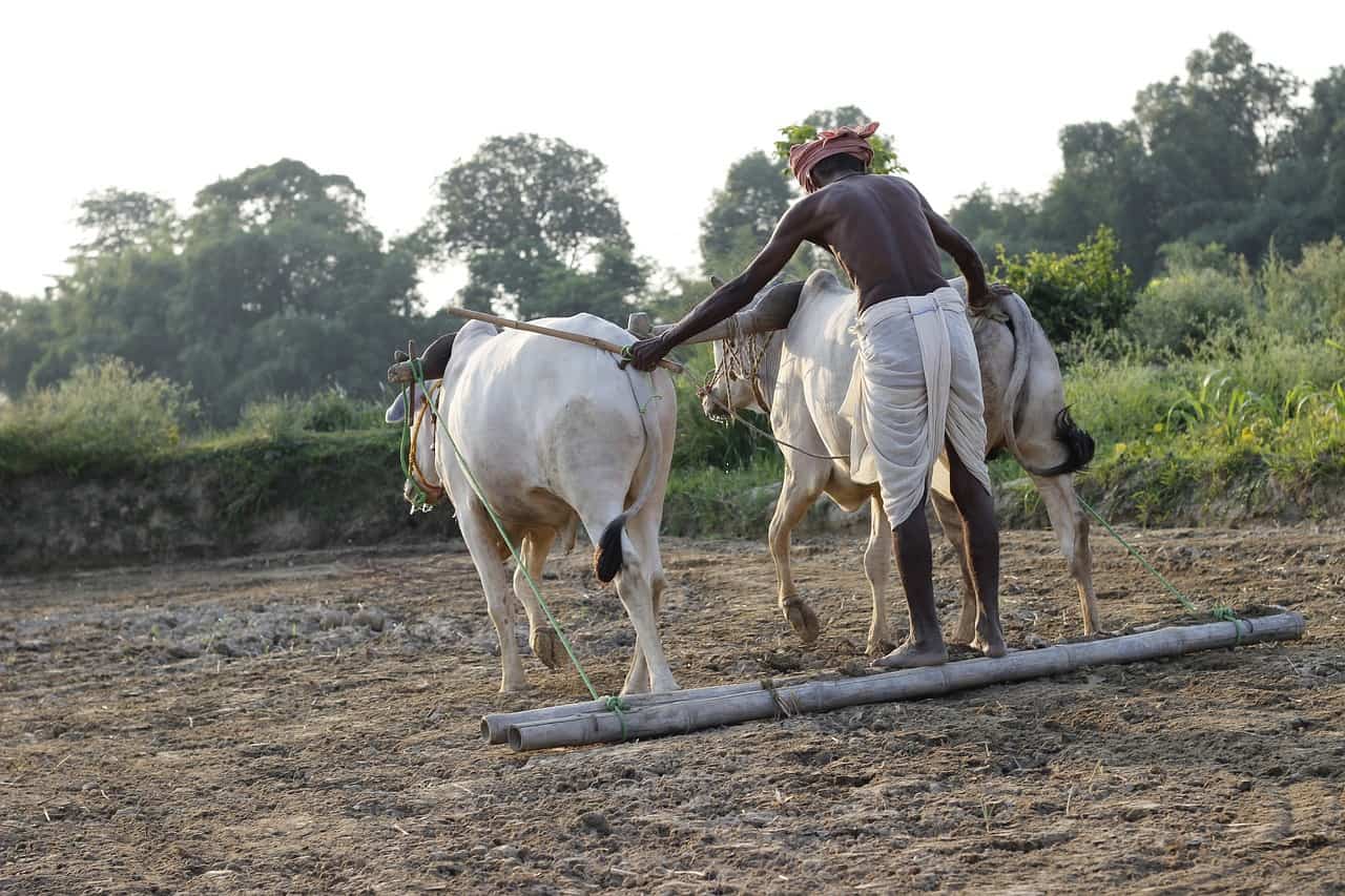 Punjab is in the Middle of Agrarian Cris...