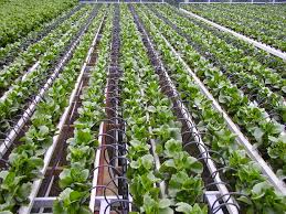 Drip Irrigation, a Intricate Part of Sustainable Farming in India