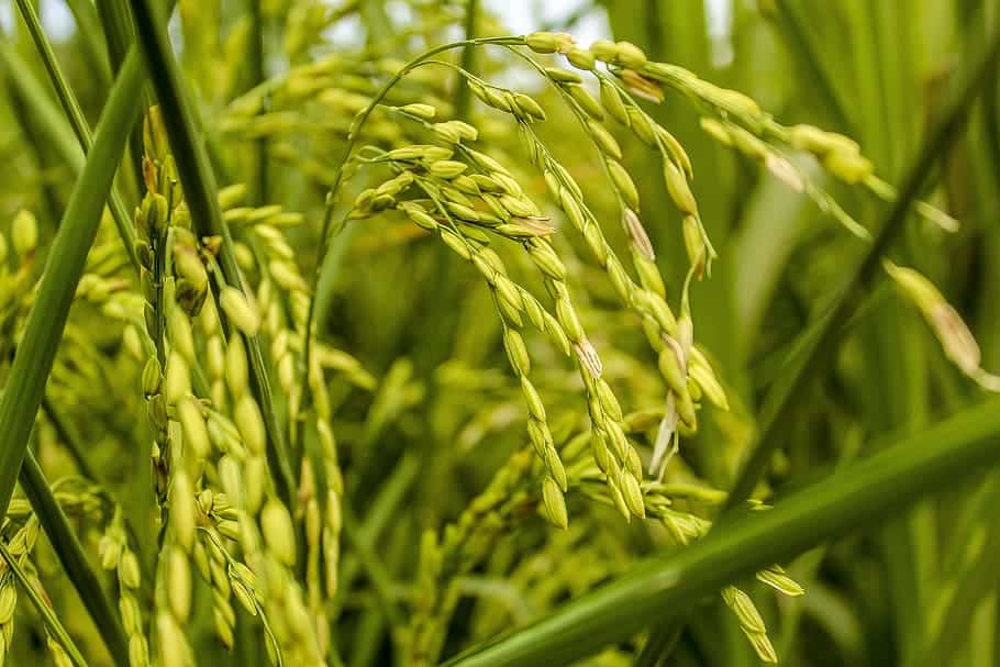 India Looking Forward to Preserve Traditional Rice Crops  