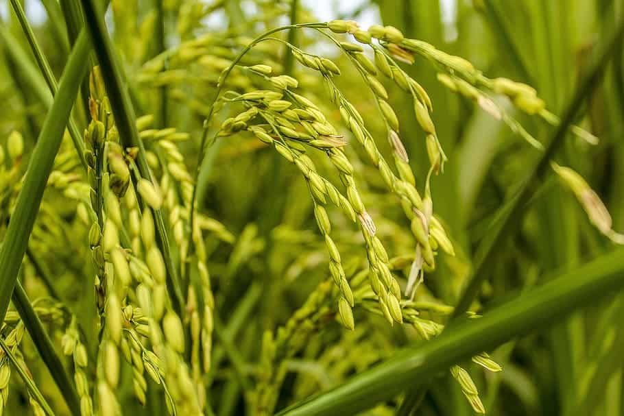 India Looking Forward to Preserve Traditional Rice Crops
