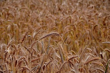 Punjab Estimates Losses of over INR 2000 Crore Every Year on Wheat Procurement 