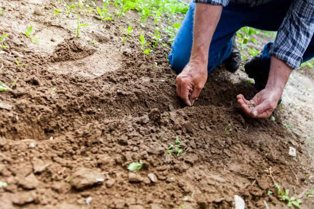 Sowing of Kharif Crop is 7% Higher This Year