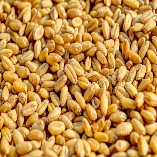 Food Grains Statistics Depicts that India Produced around 107.59 Million Tonnes of Wheat this Year